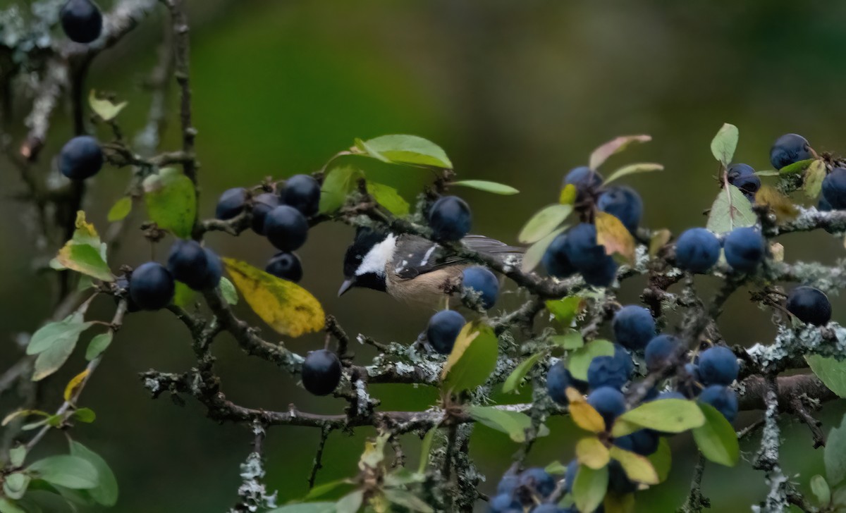 Coal Tit - ML643882891