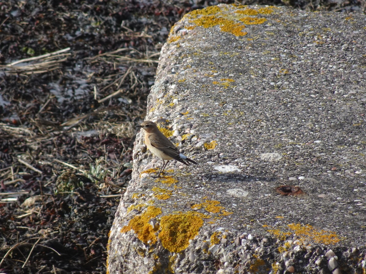 Northern Wheatear - ML643882895