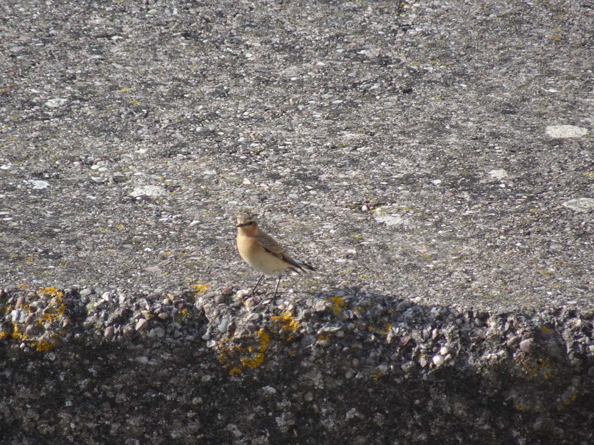 Northern Wheatear - ML643882896