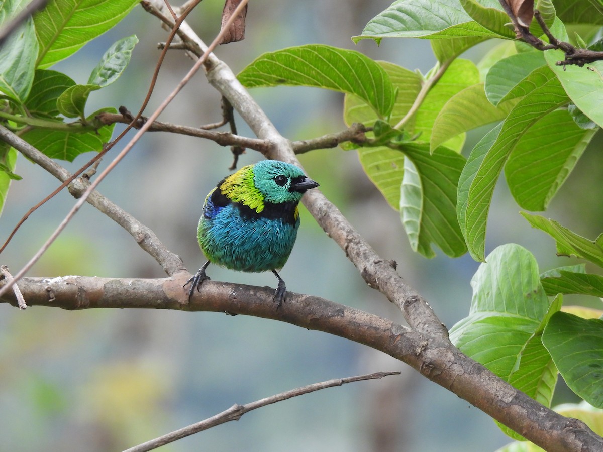 Green-headed Tanager - ML643882902