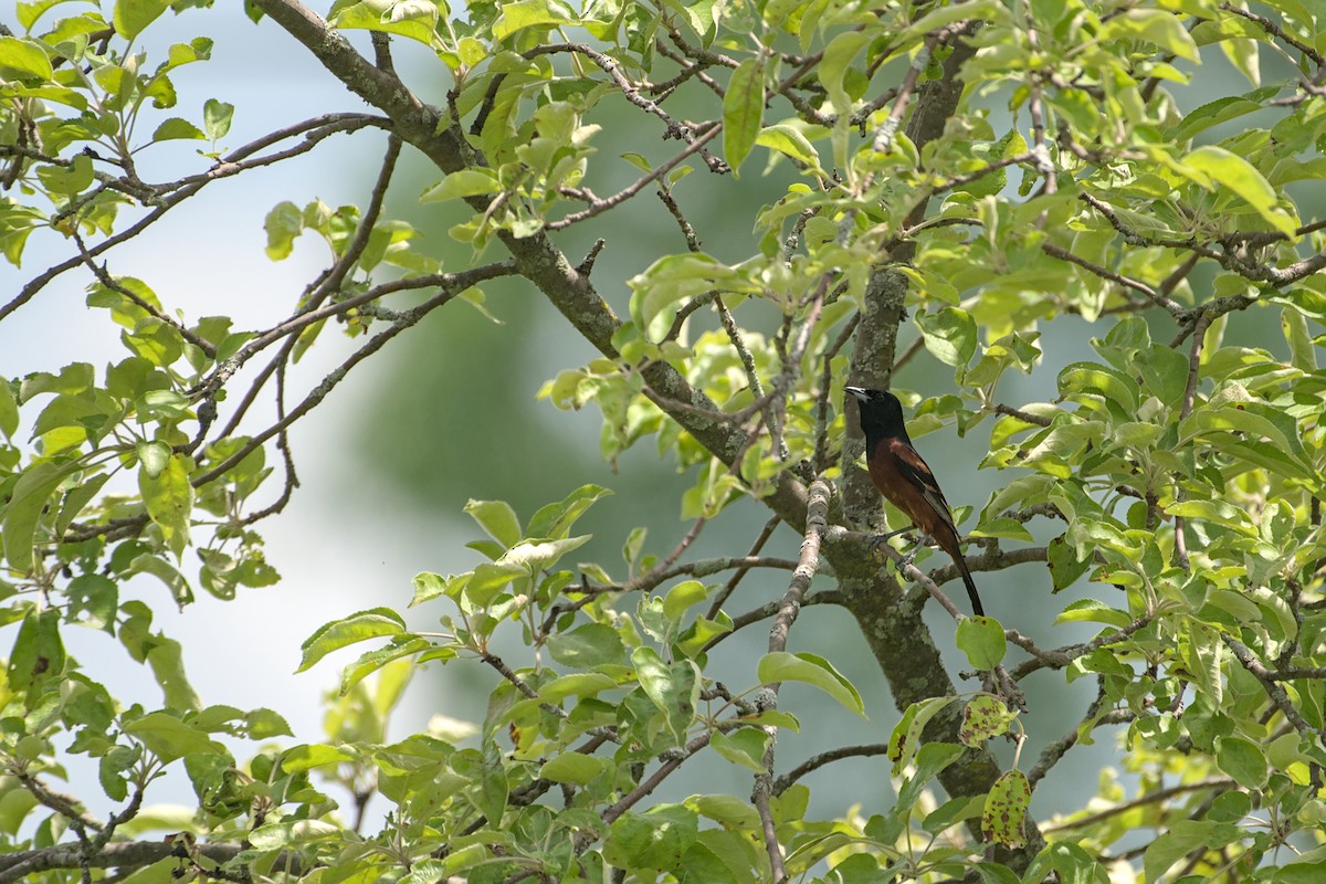 Orchard Oriole - ML643882903
