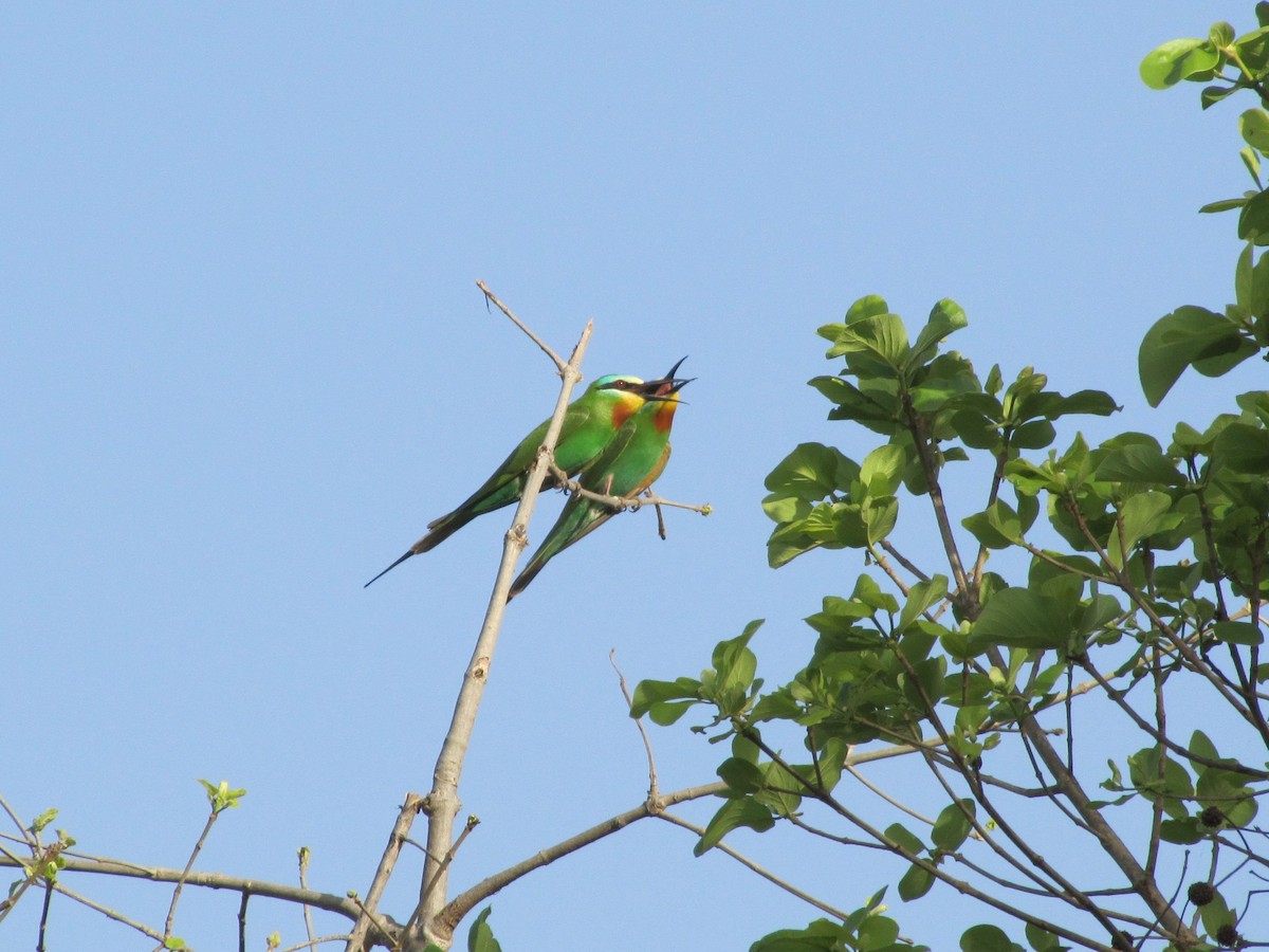 Blue-cheeked Bee-eater - ML643882909