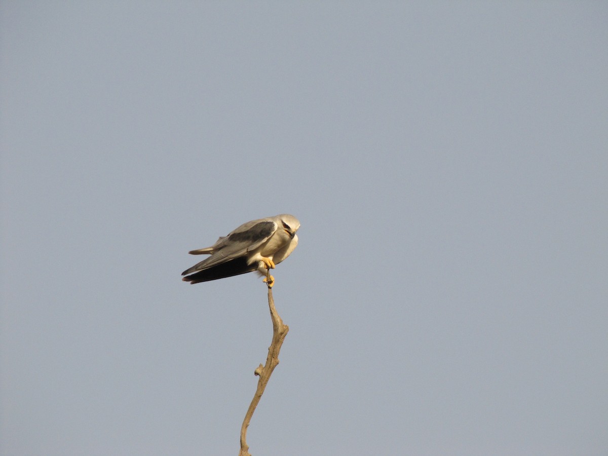Black-winged Kite (Asian) - ML643882926
