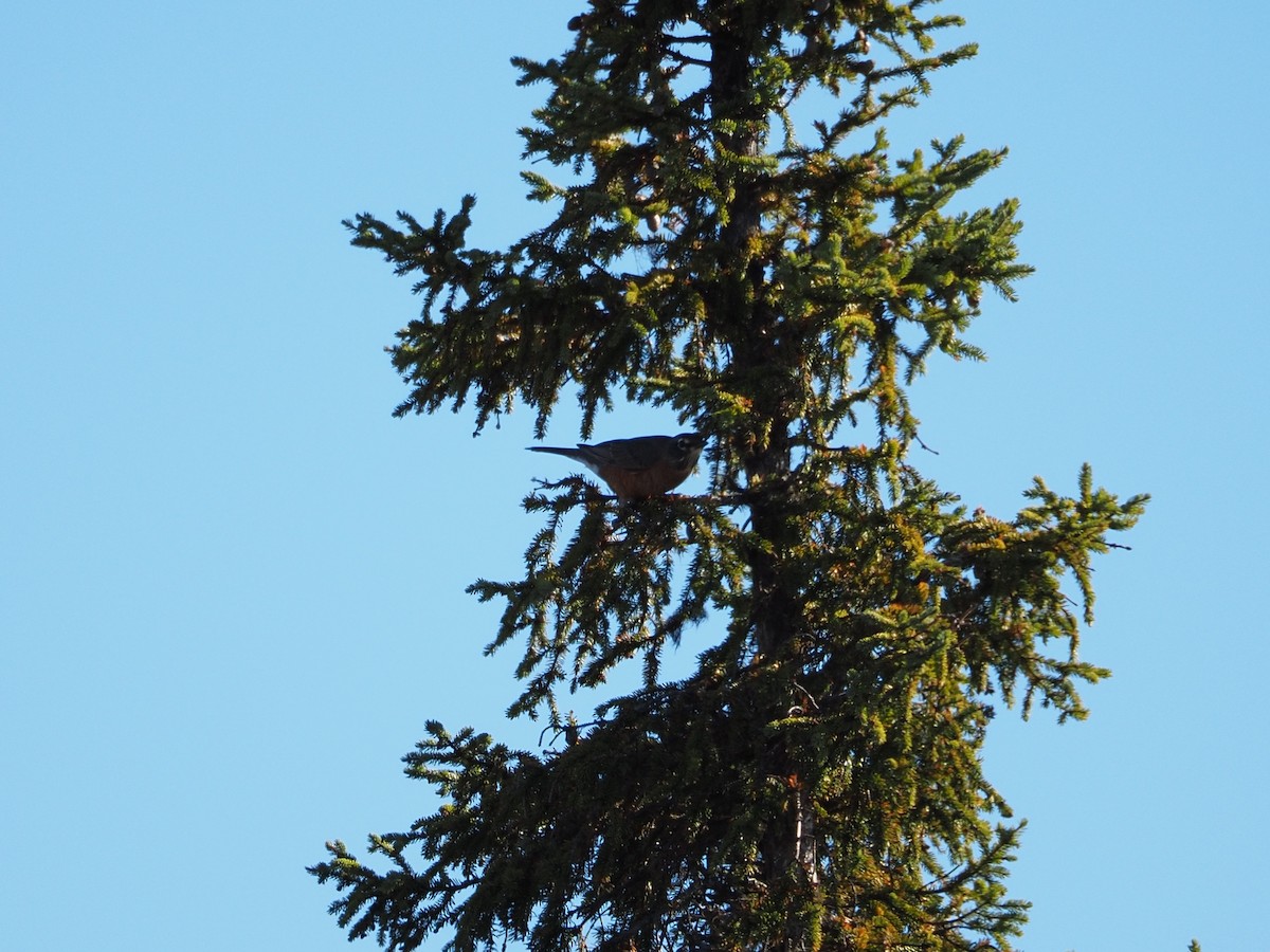 American Robin - ML643882941