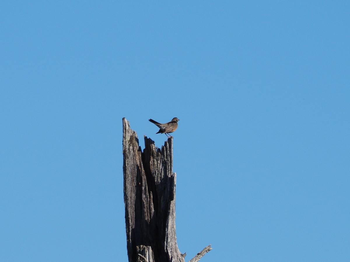 American Robin - ML643882942