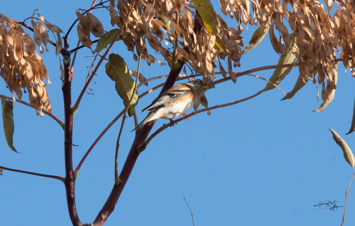 Brambling - ML643882954