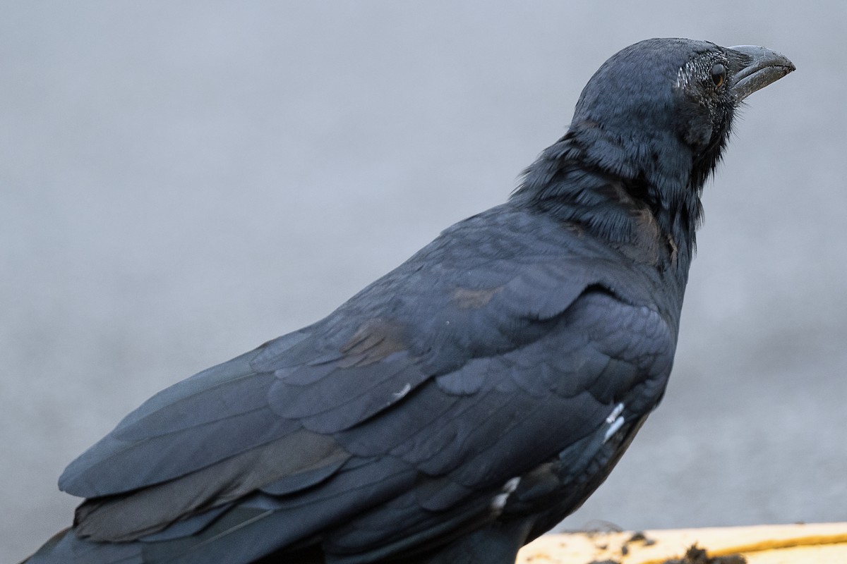 Fish Crow - ML643882989