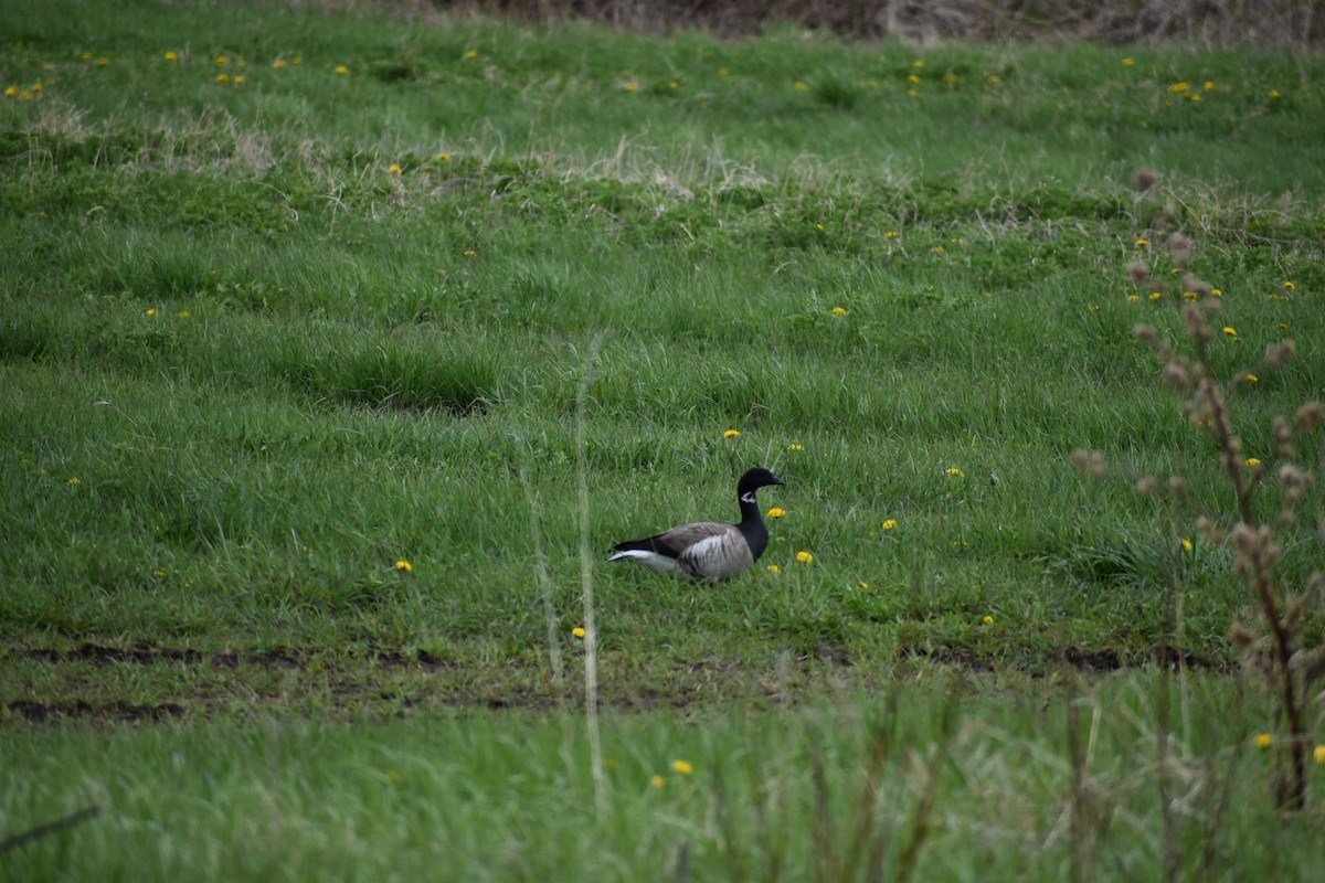Brant - ML643883011