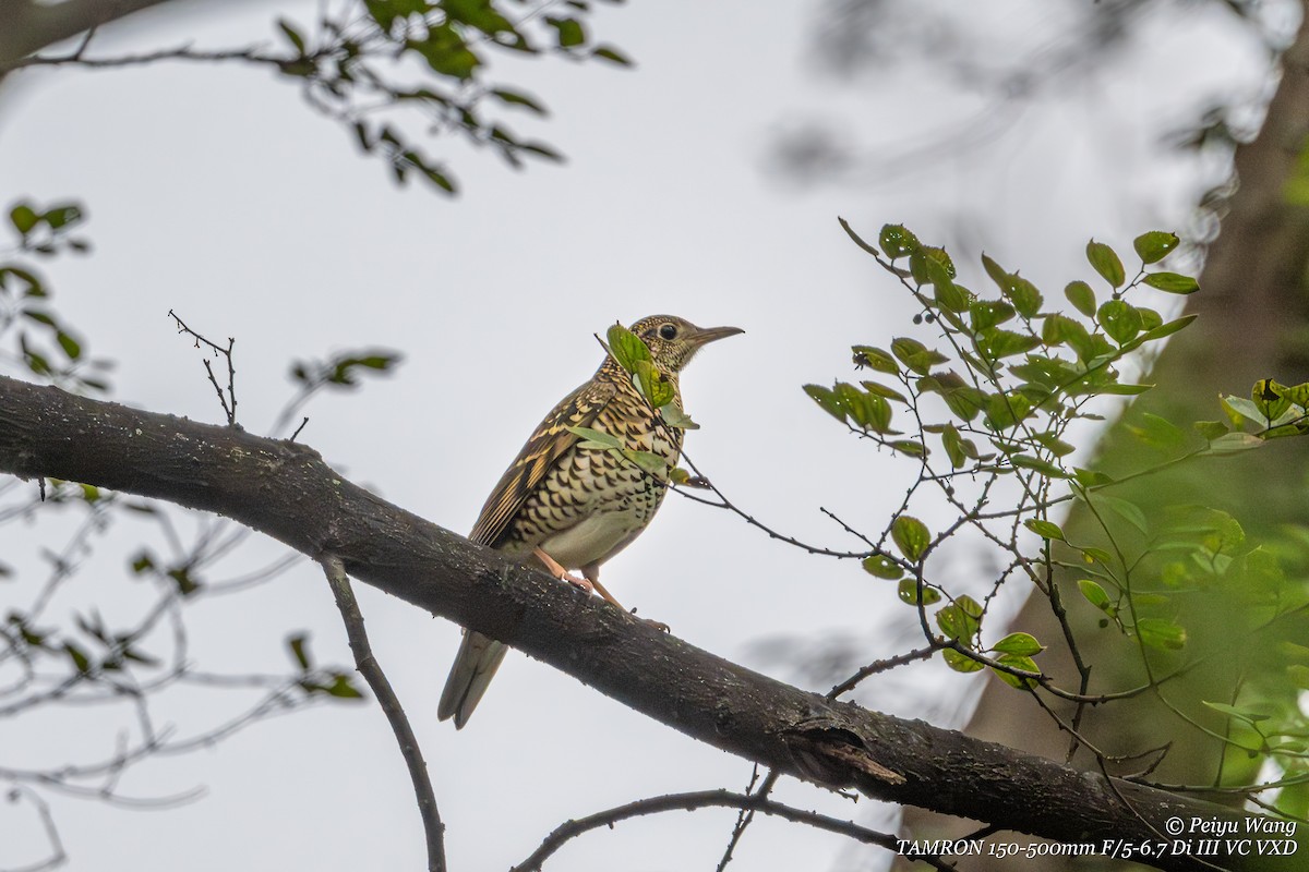 White's Thrush - ML643883030