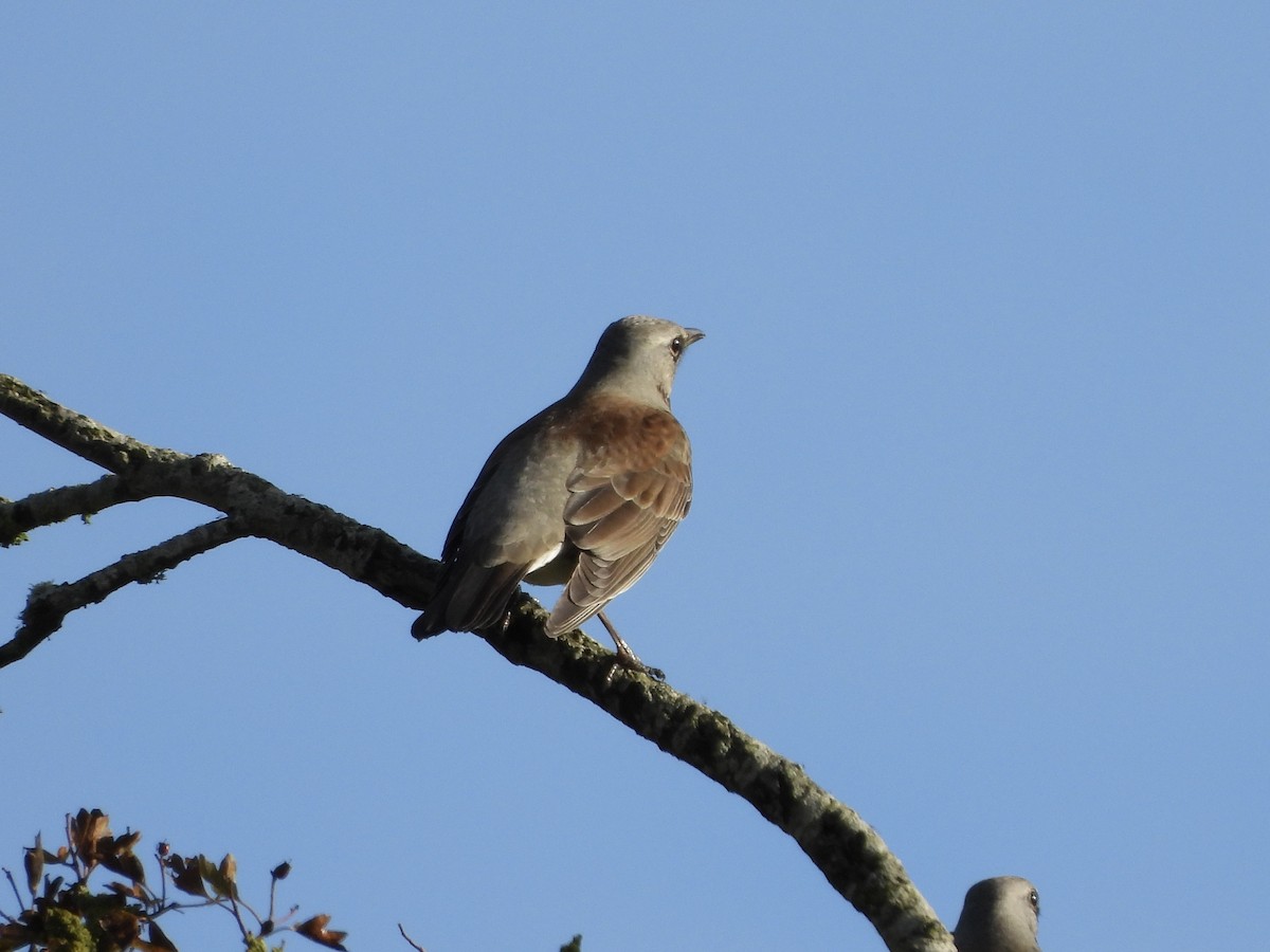 Tarla Ardıcı - ML643883034