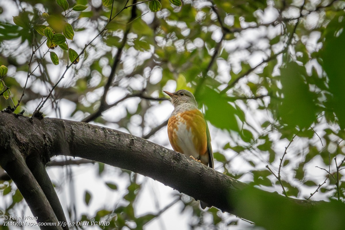 Gray-backed Thrush - ML643883043