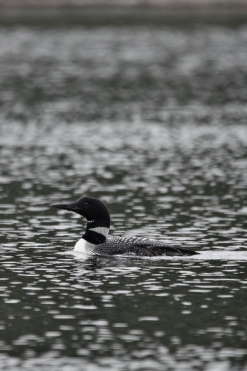 Common Loon - ML643883052