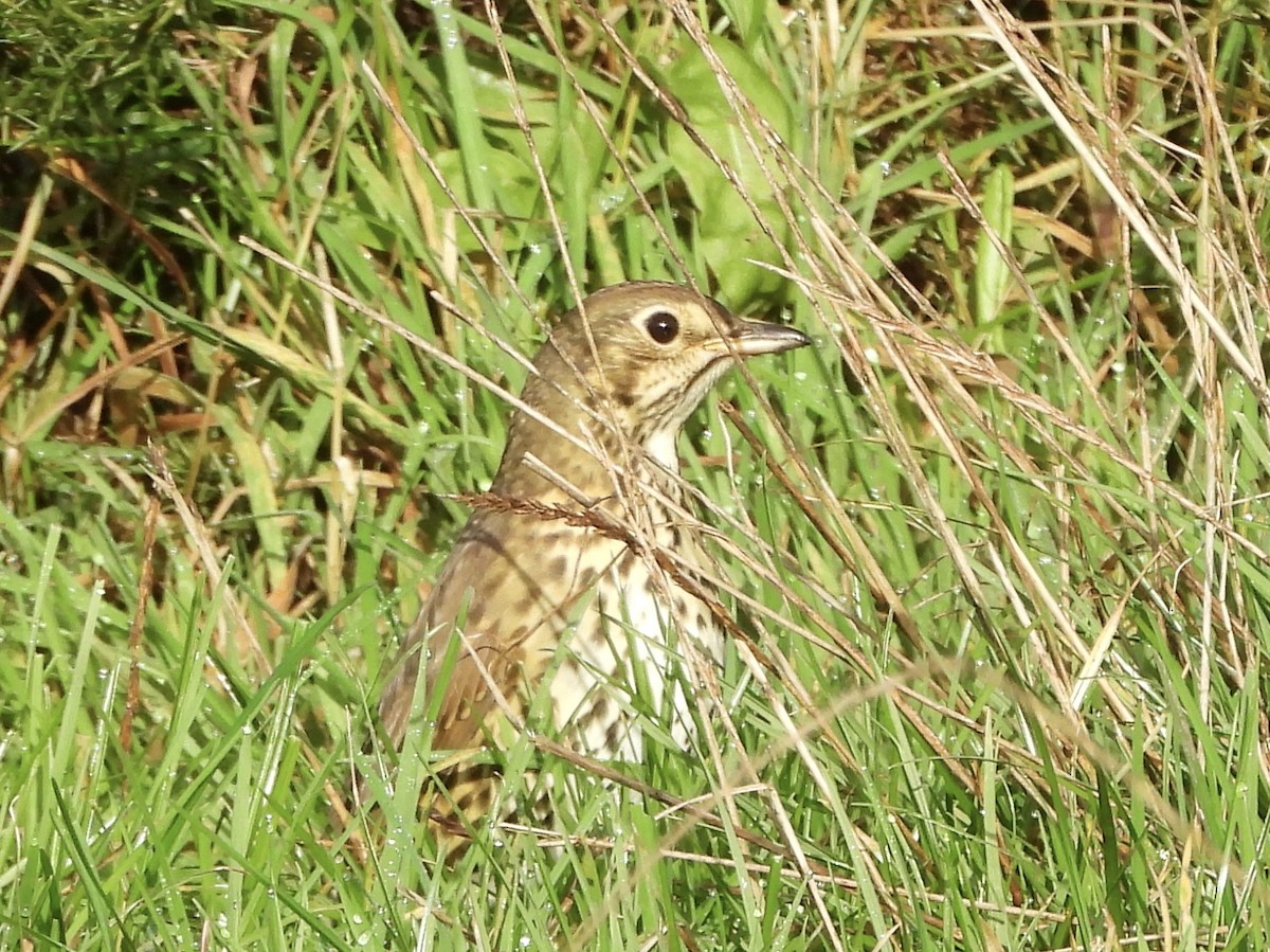 Öter Ardıç - ML643883054