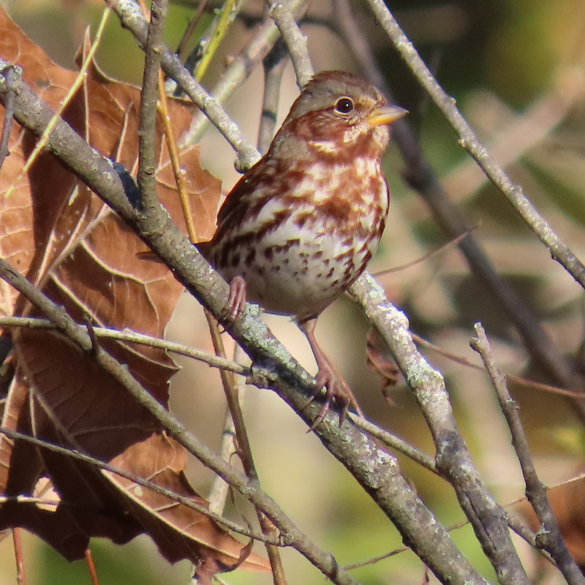 Fox Sparrow (Red) - ML643883055