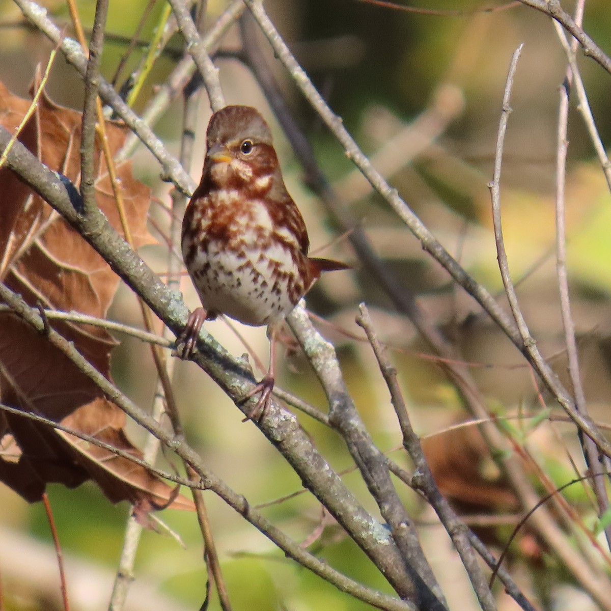 Fox Sparrow (Red) - ML643883056