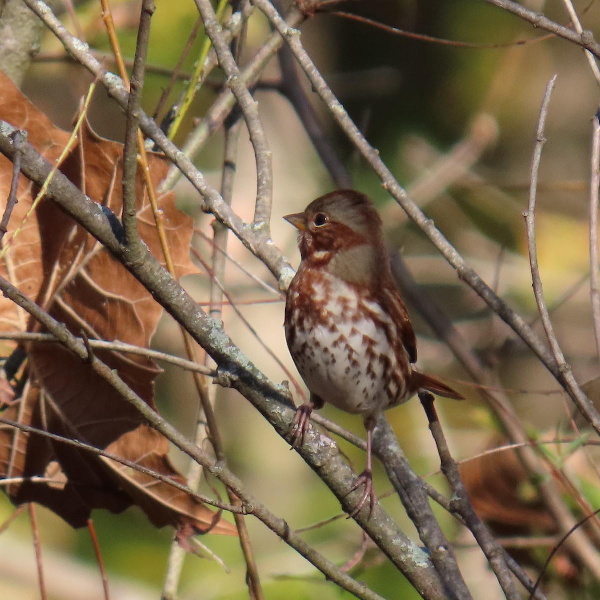 Fox Sparrow (Red) - ML643883057