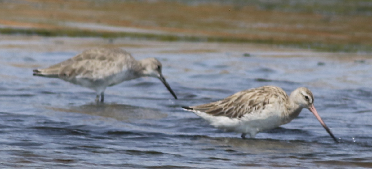 Bar-tailed Godwit - ML643883058