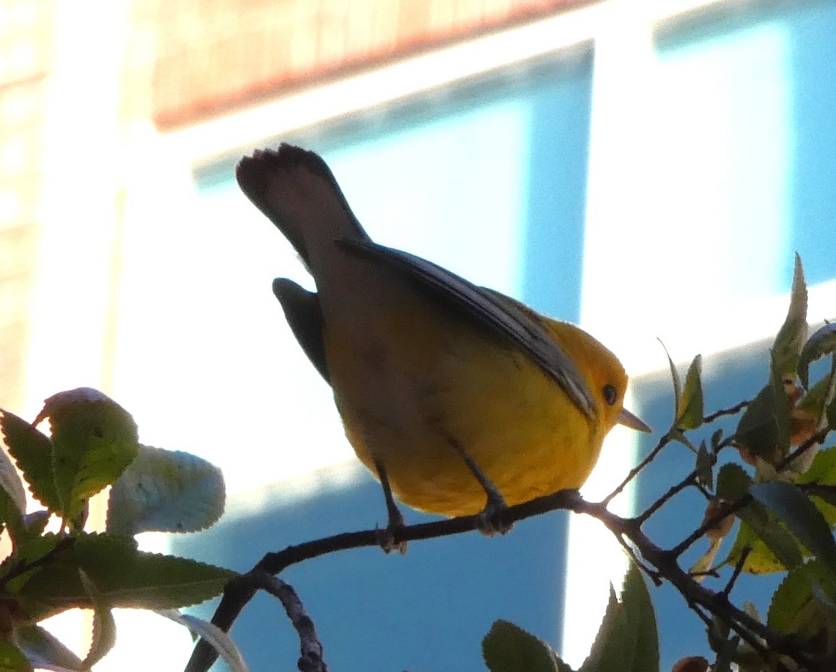 Prothonotary Warbler - ML643883059