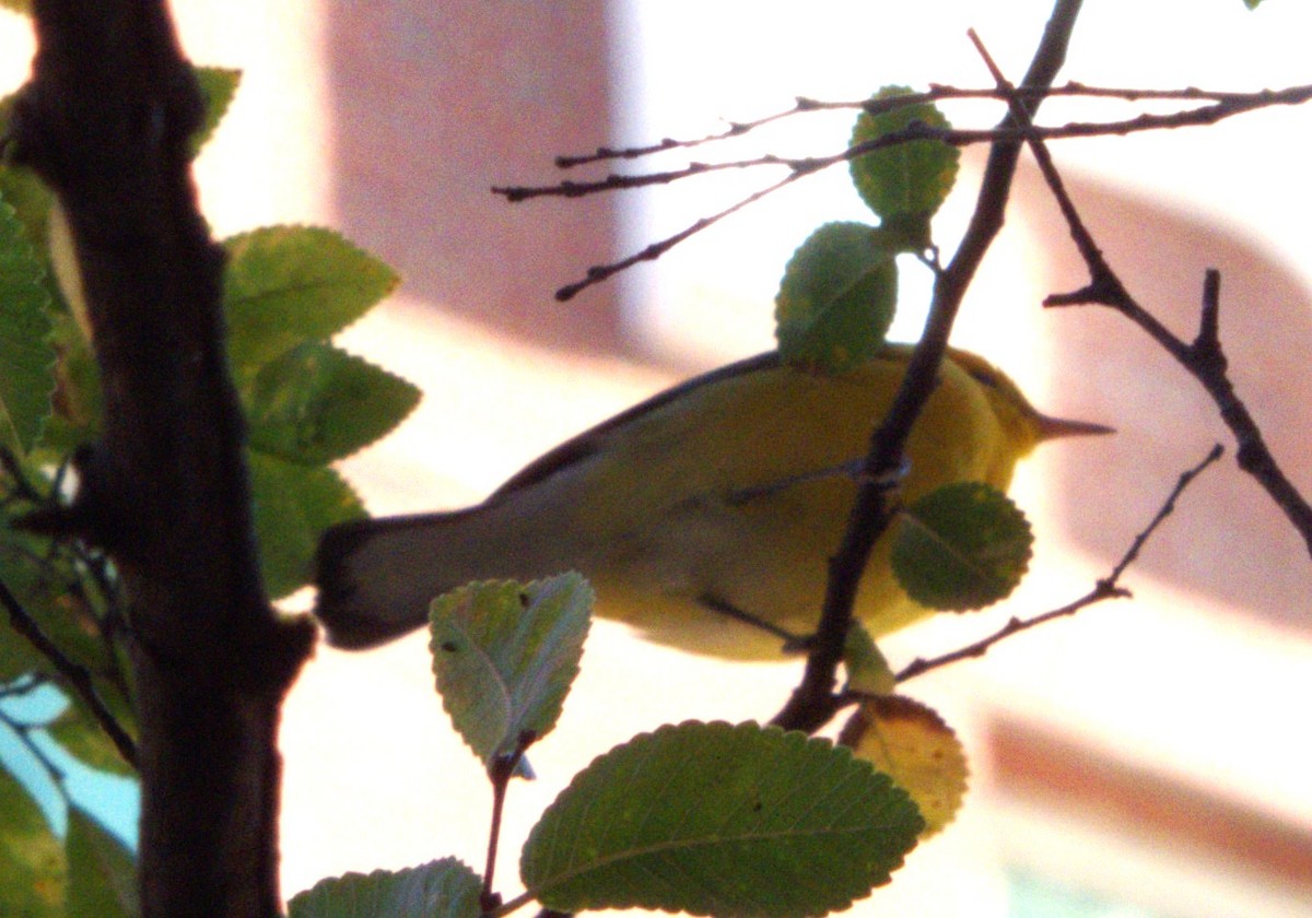 Prothonotary Warbler - ML643883060