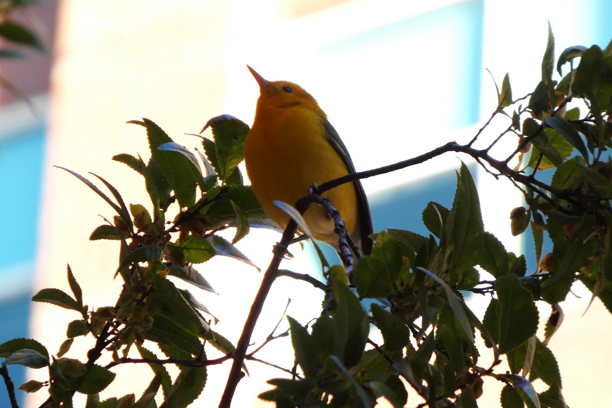 Prothonotary Warbler - ML643883061