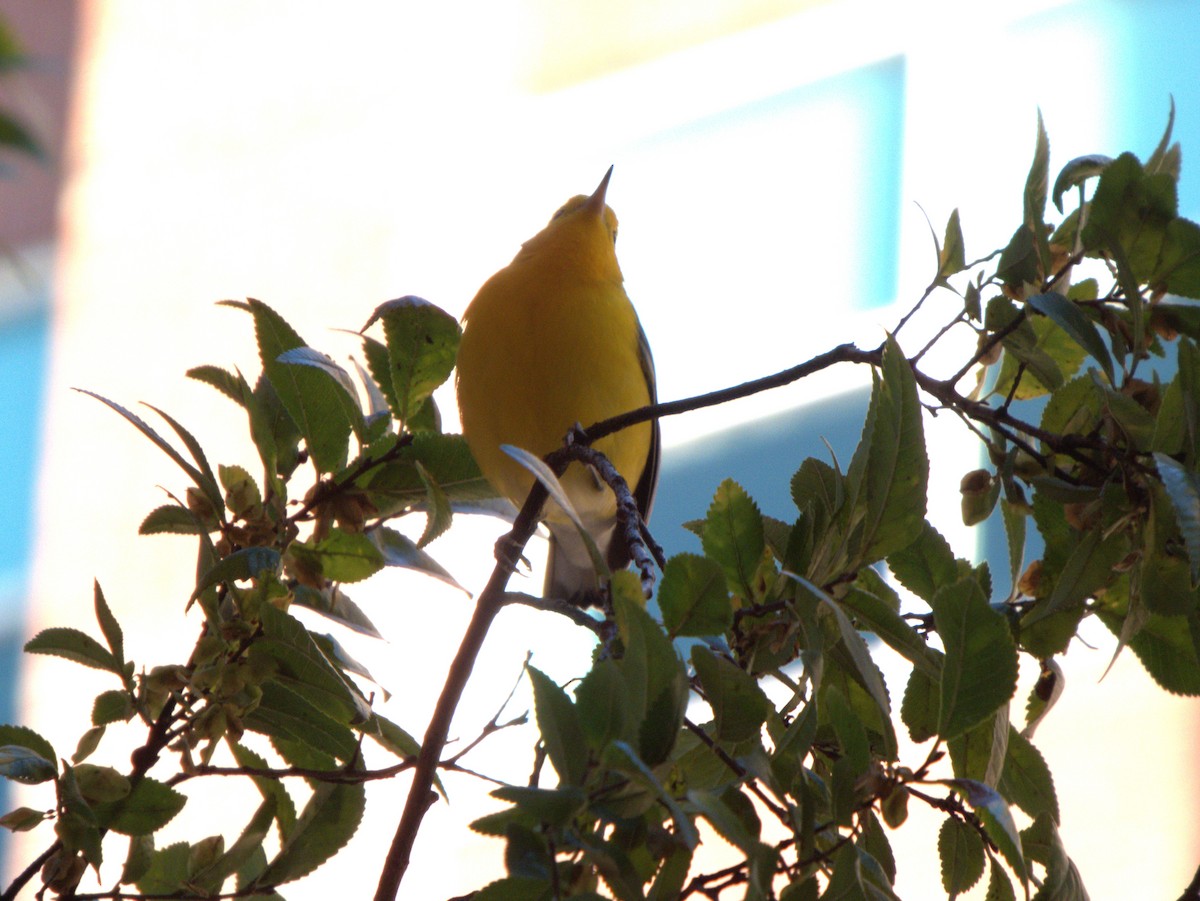 Prothonotary Warbler - ML643883062