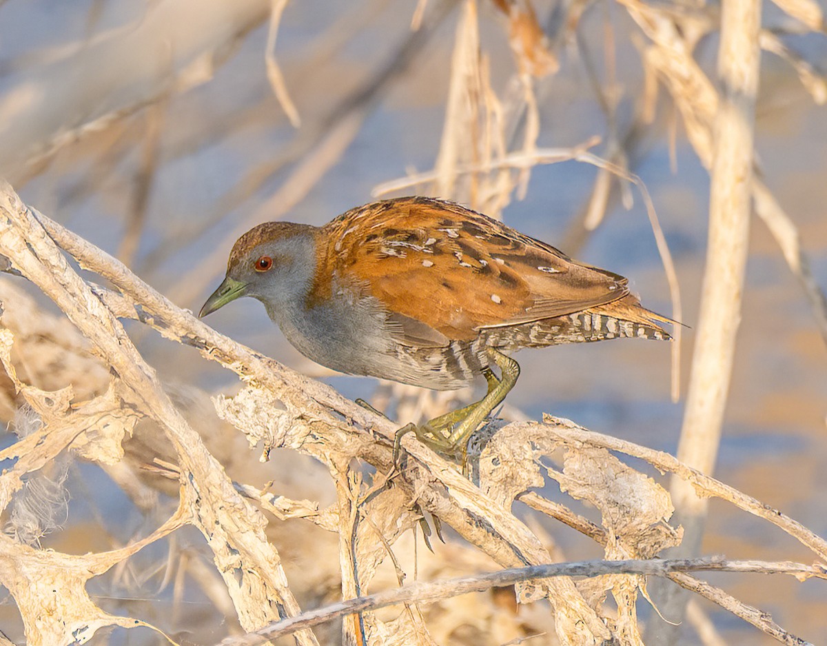 Baillon's Crake - ML643883071