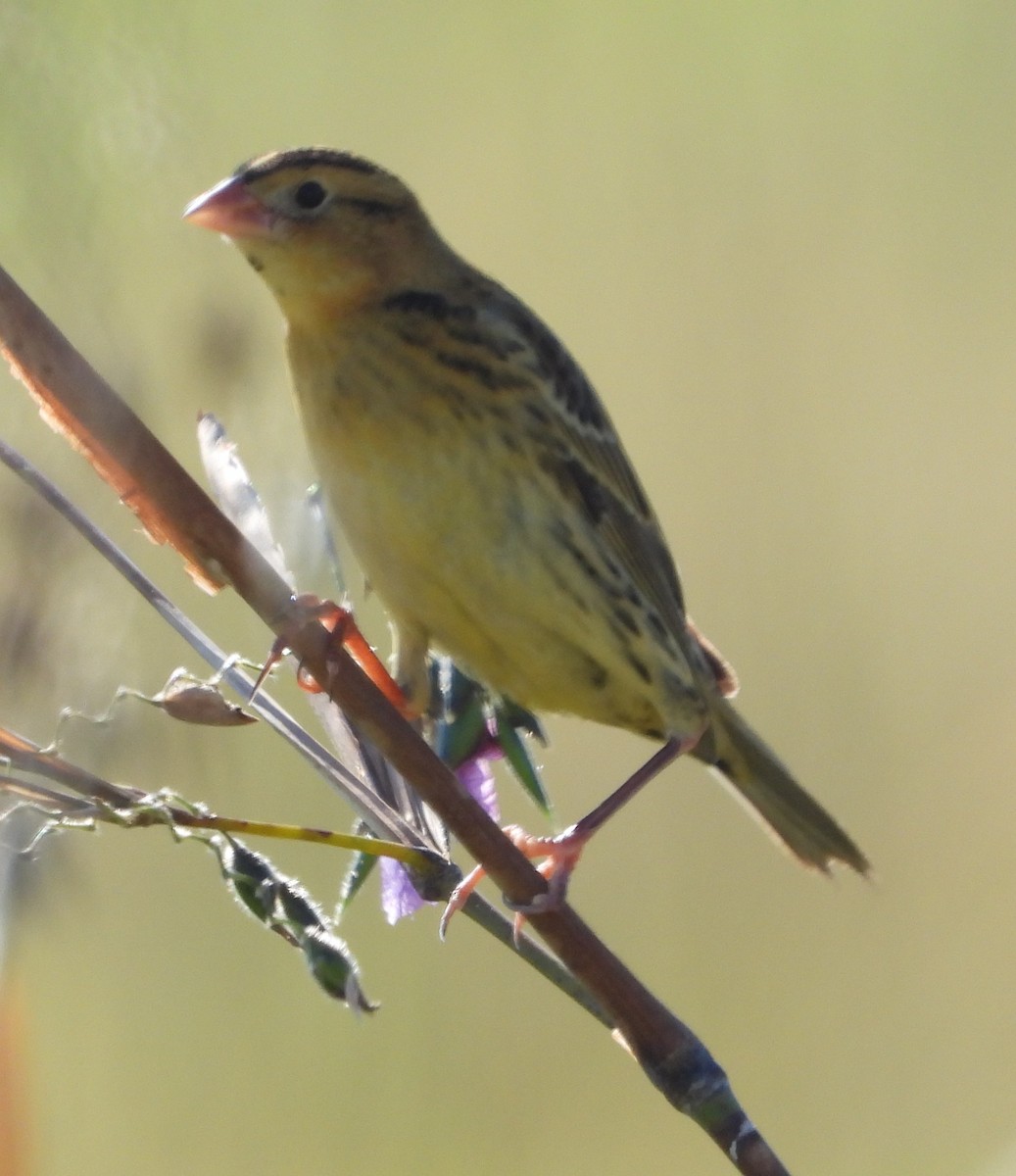 Bobolink - ML643883089
