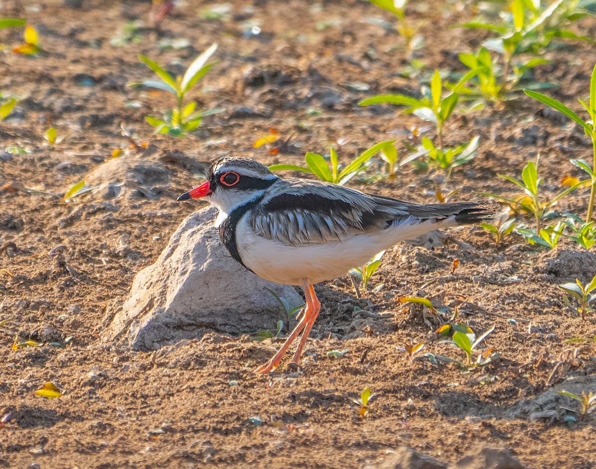 Black-fronted Dotterel - ML643883090