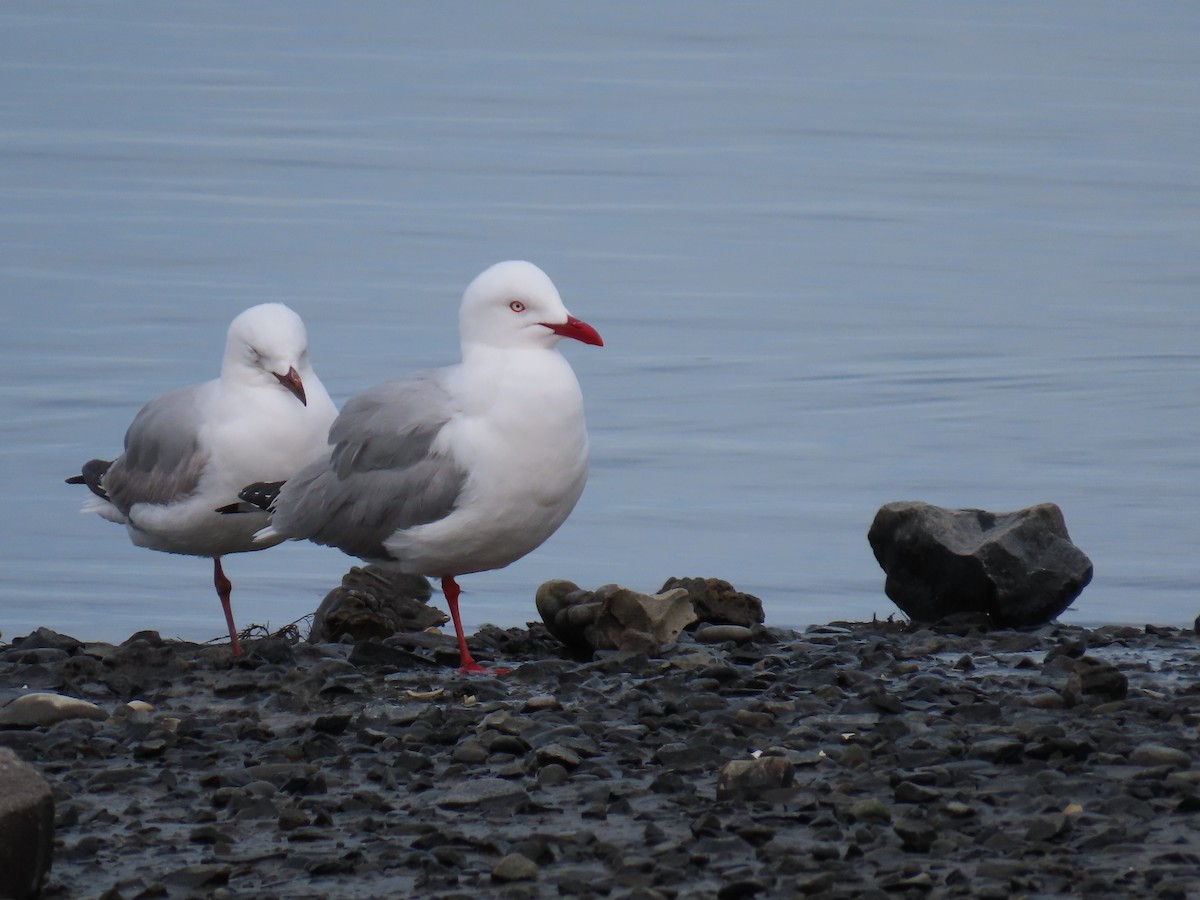 Silver Gull - ML643883093