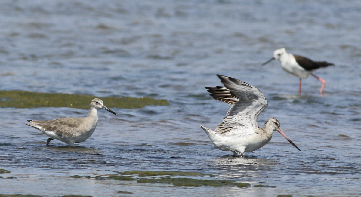 Bar-tailed Godwit - ML643883096