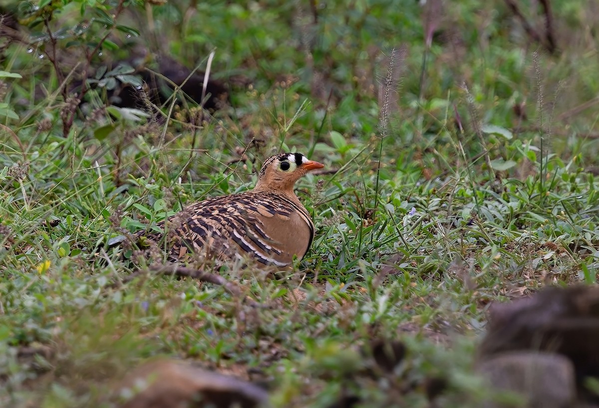 Painted Sandgrouse - ML643883097