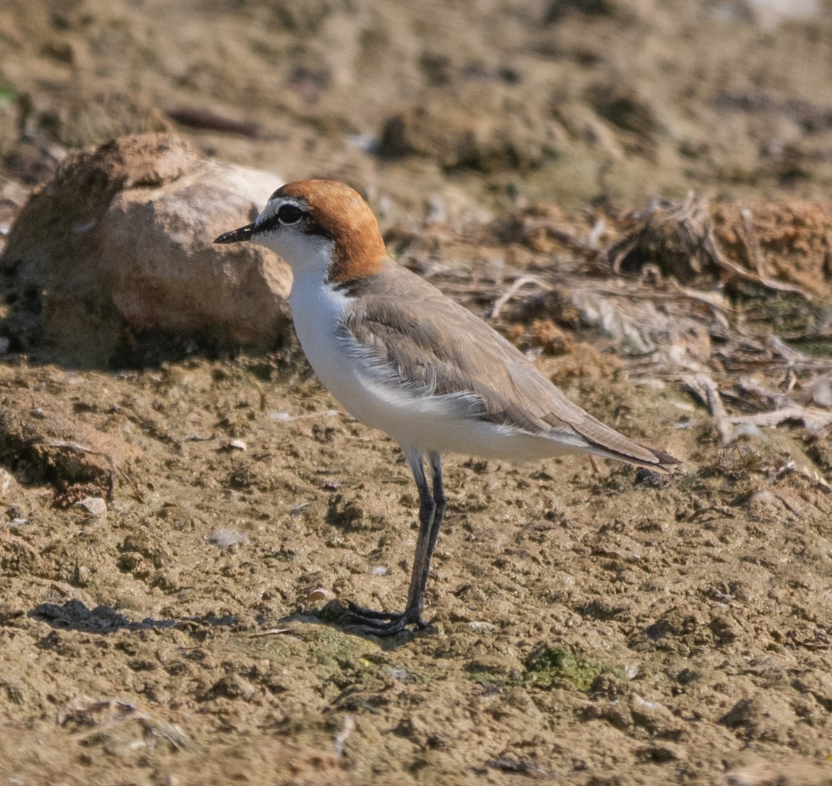 Red-capped Plover - ML643883101