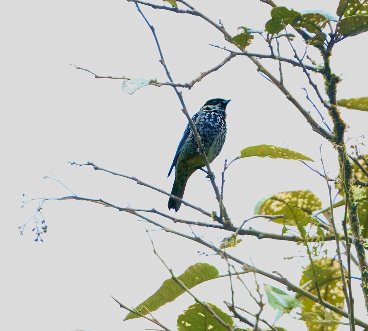 Beryl-spangled Tanager - ML643883105