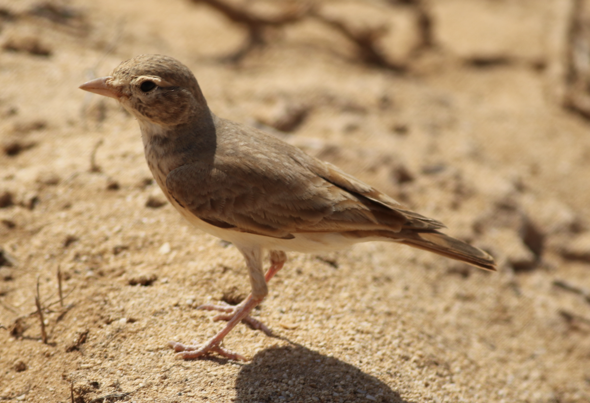 Bar-tailed Lark - ML643883109
