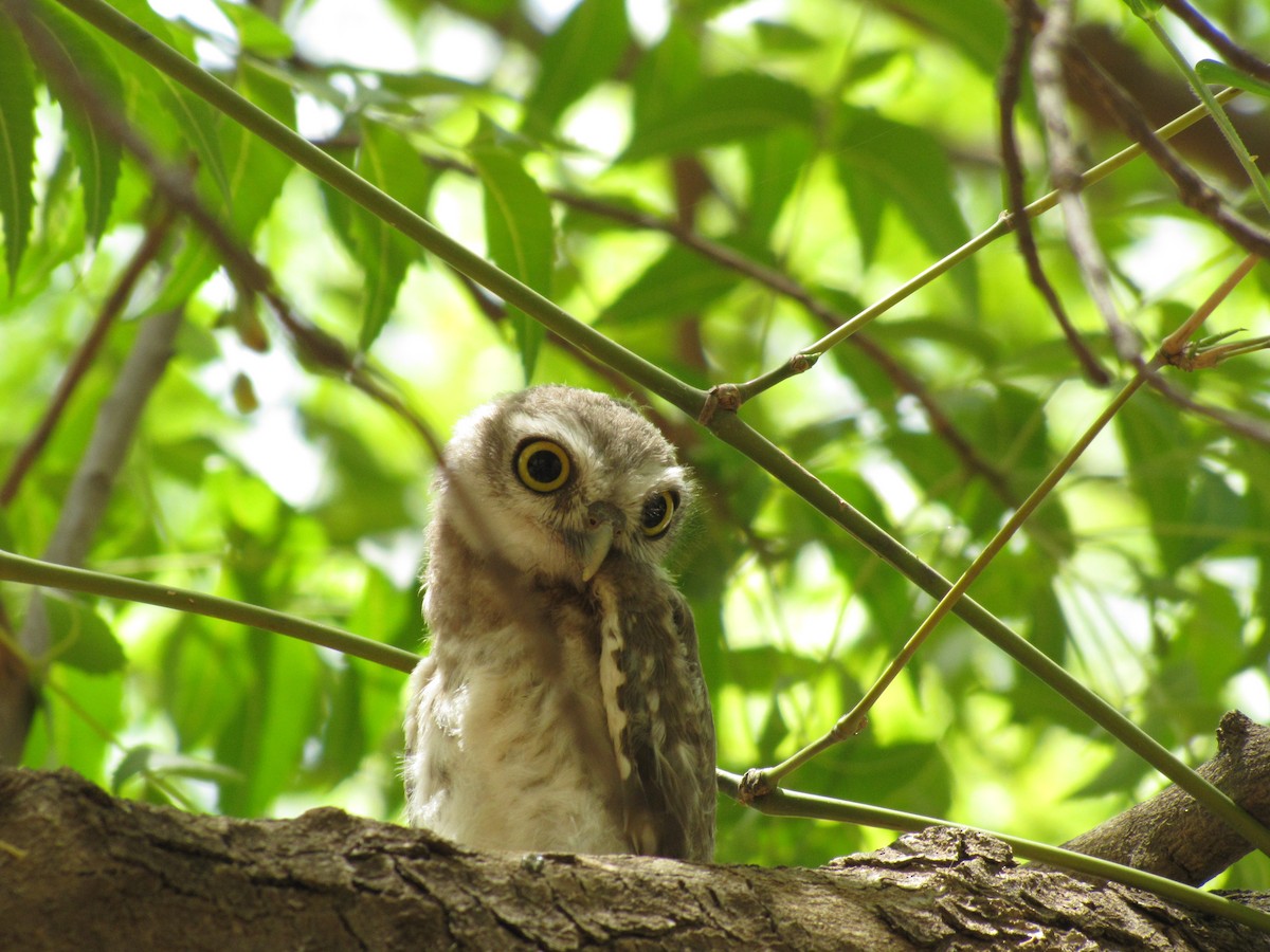 Spotted Owlet - ML643883110