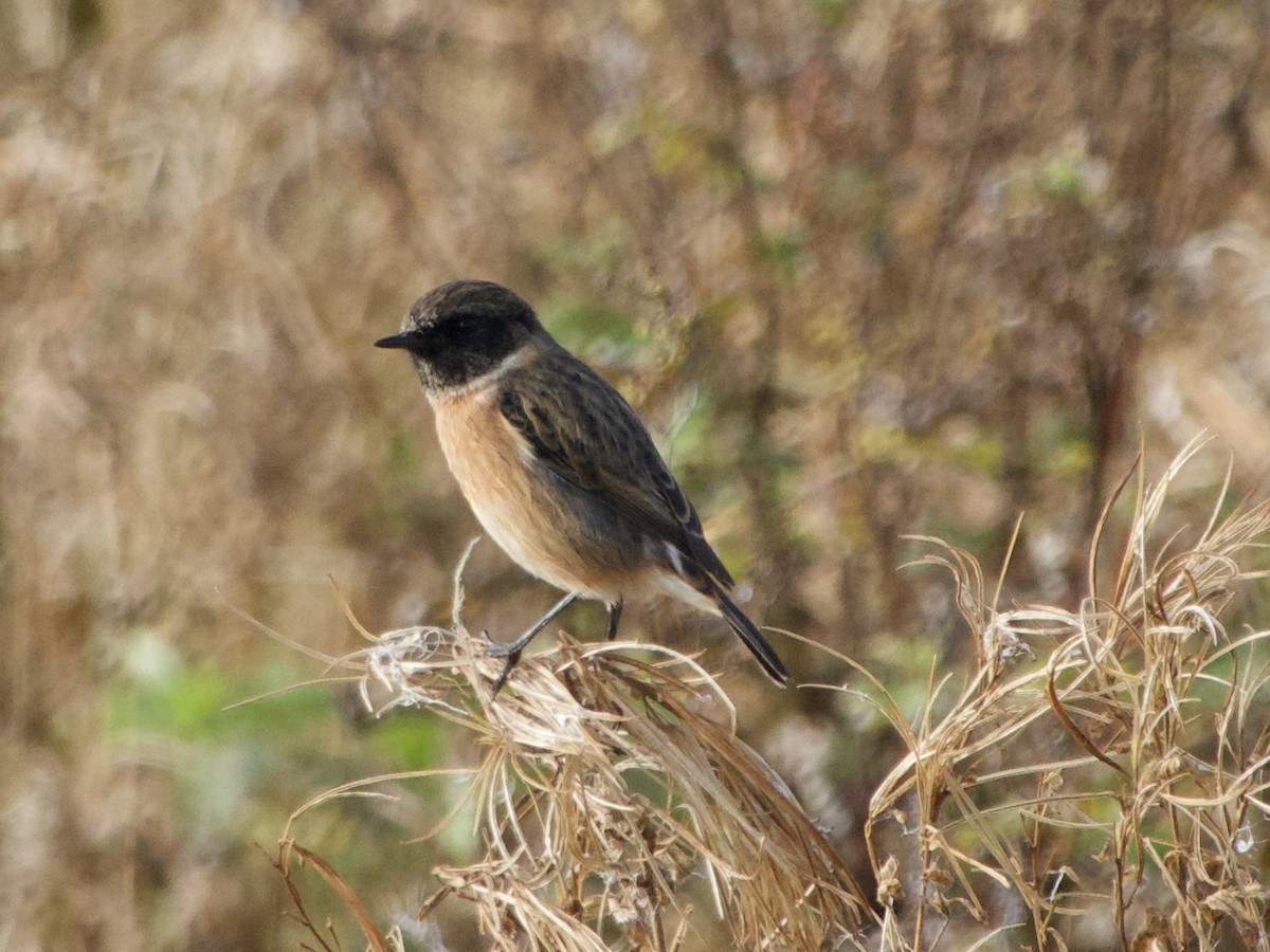 Taşkuşu - ML643883113