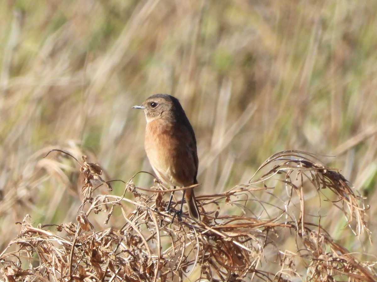 Taşkuşu - ML643883114