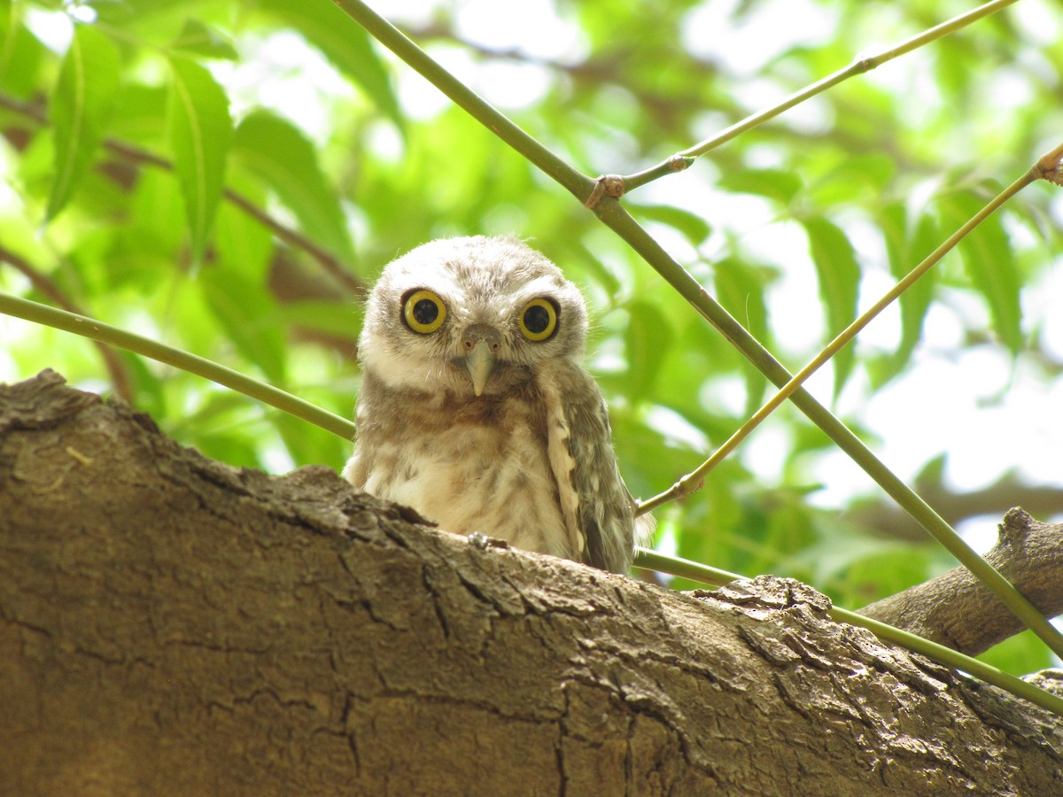 Spotted Owlet - ML643883117