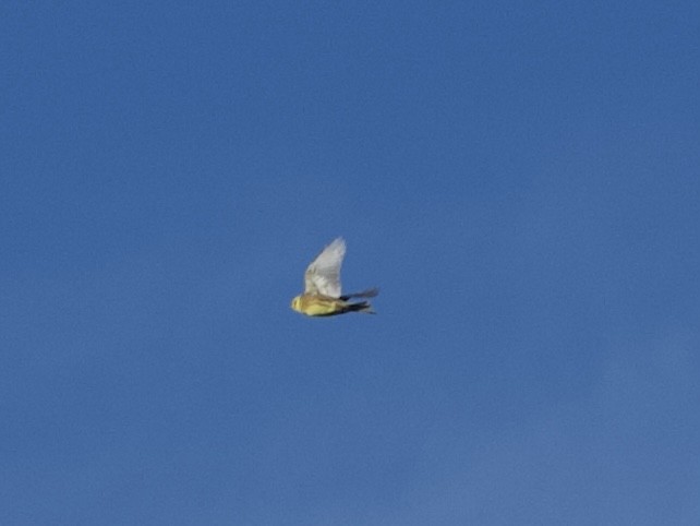 Yellowhammer - ML643883122