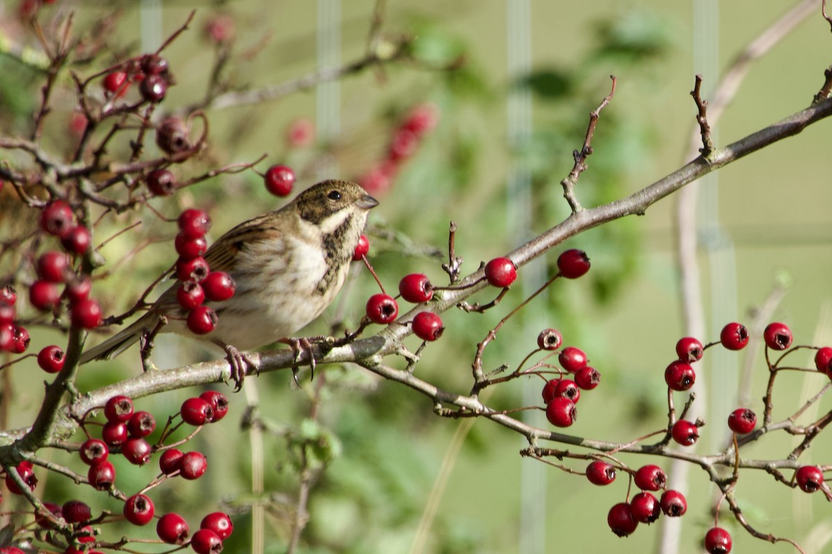 Reed Bunting - ML643883136