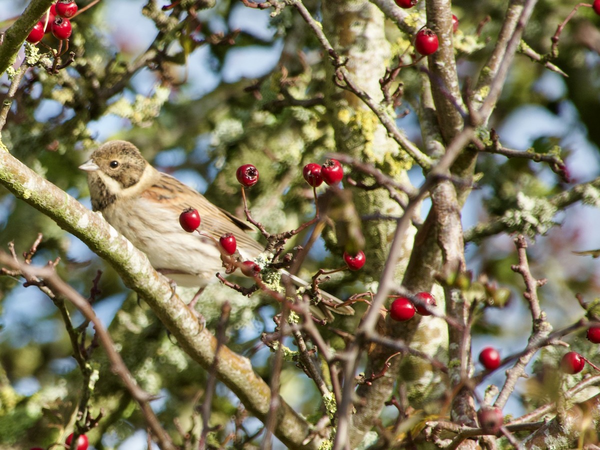 Reed Bunting - ML643883137