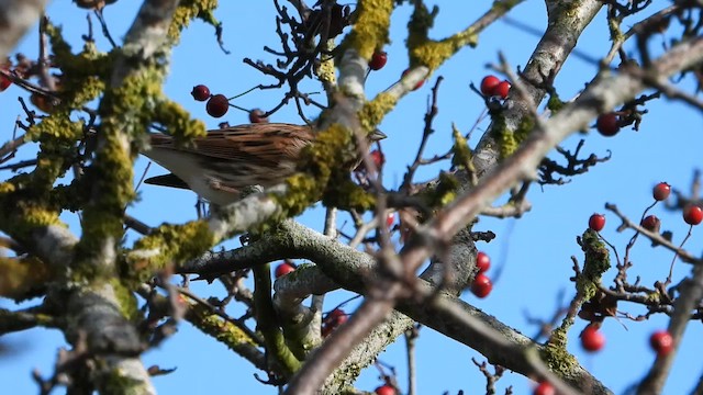 Reed Bunting - ML643883140