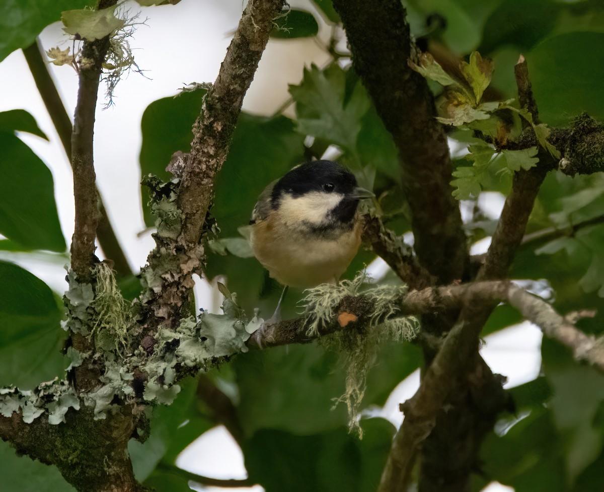 Coal Tit - ML643883145