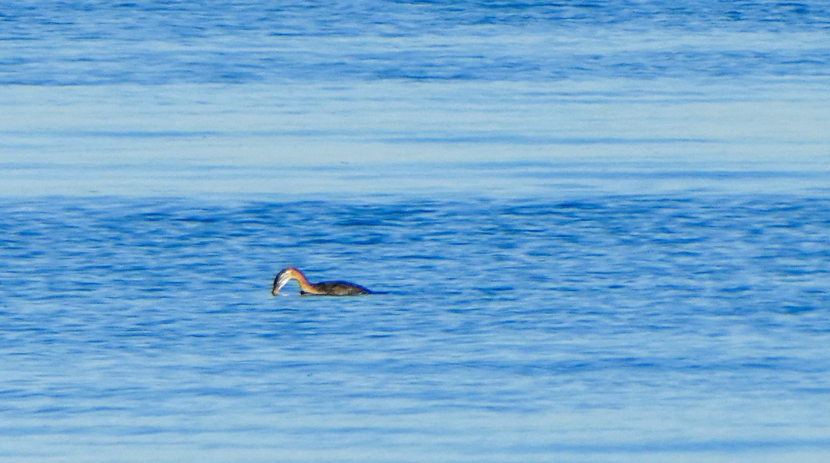 Red-necked Grebe - ML643883150