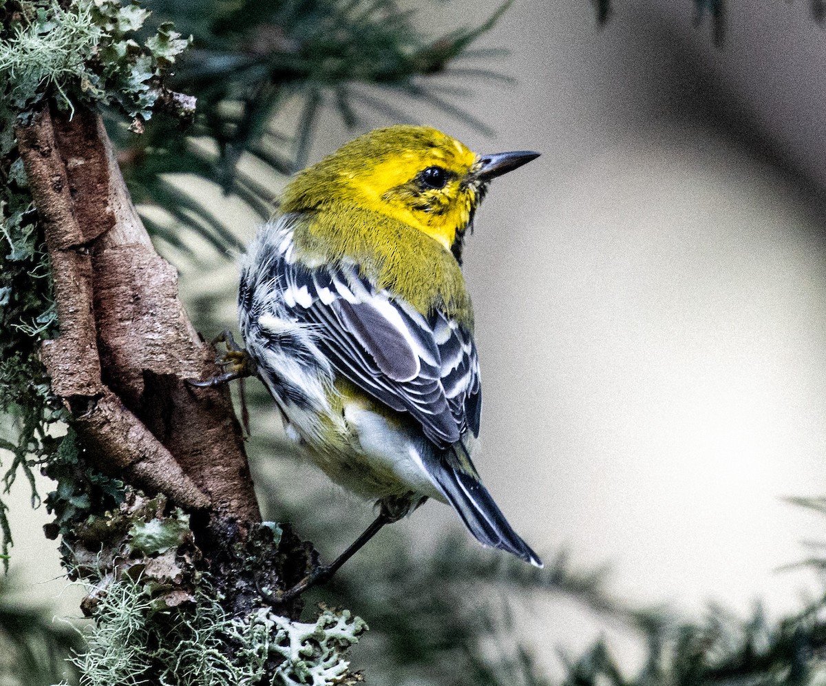 Black-throated Green Warbler - ML643883163
