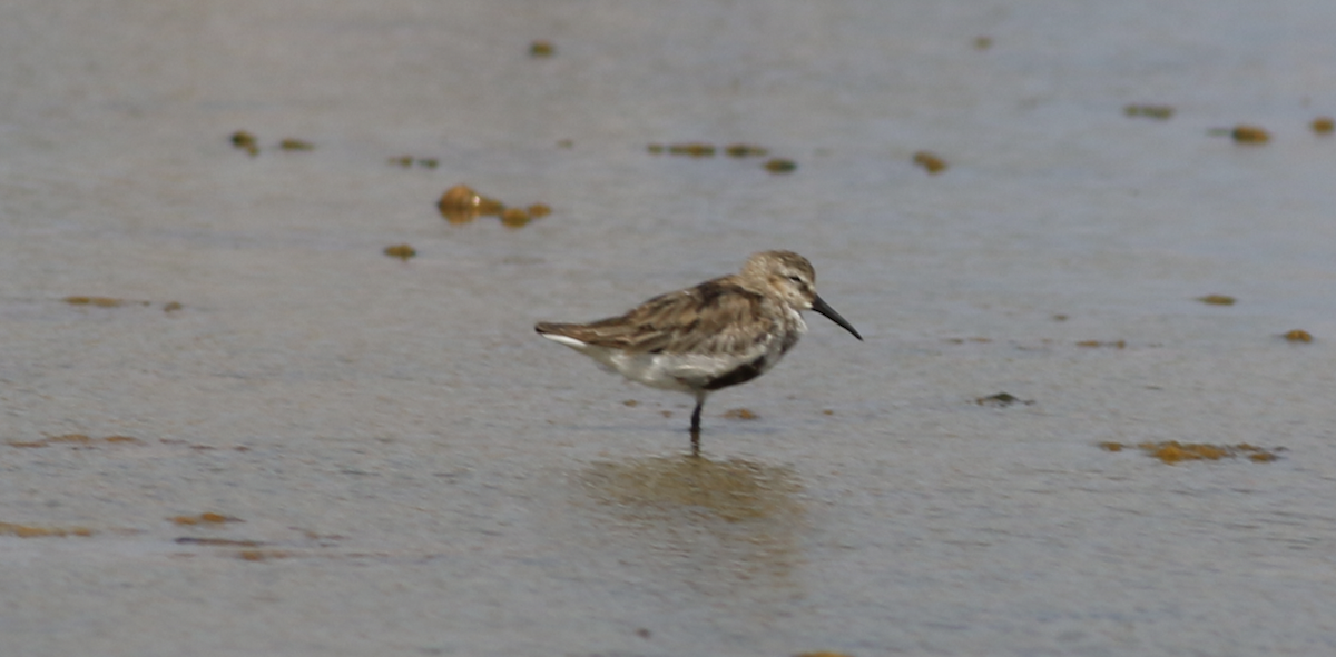 Dunlin - ML643883176