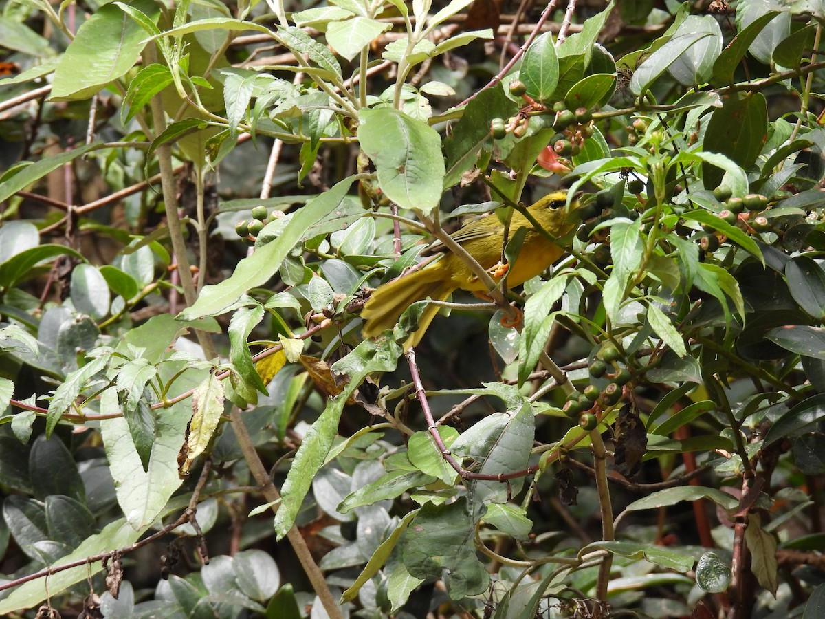 Black-crested Warbler - ML643883177