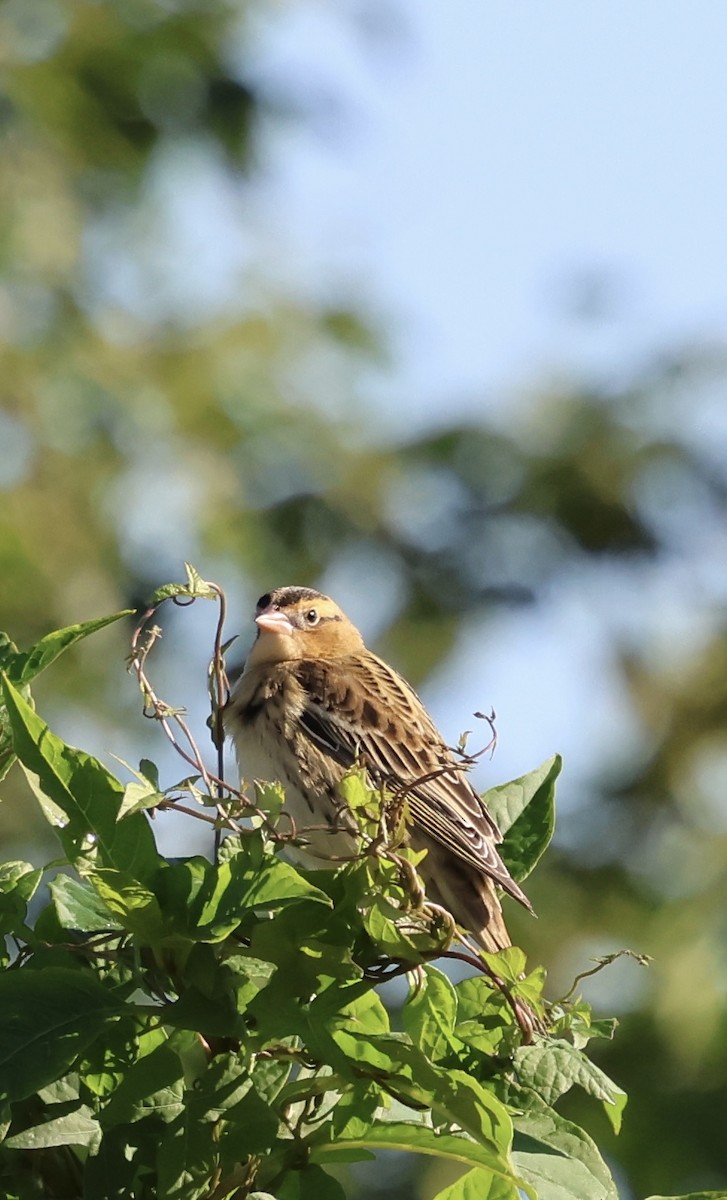 Bobolink - ML643883178