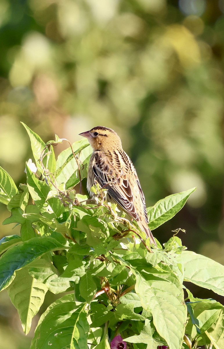 Bobolink - ML643883179