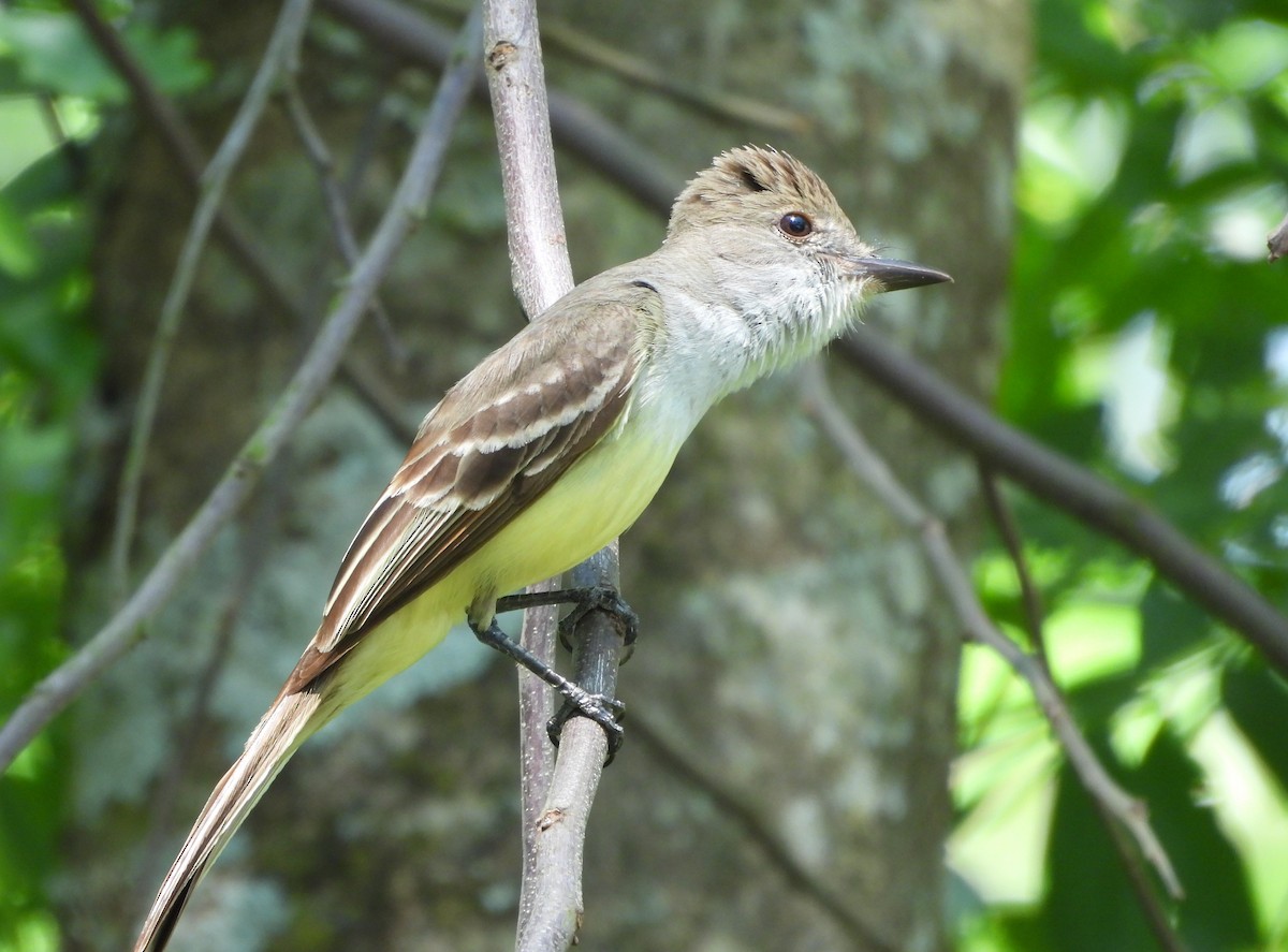Brown-crested Flycatcher - ML643883181
